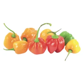 Tres chiles habaneros de color naranja dos rojos, uno verde y uno amarillo.