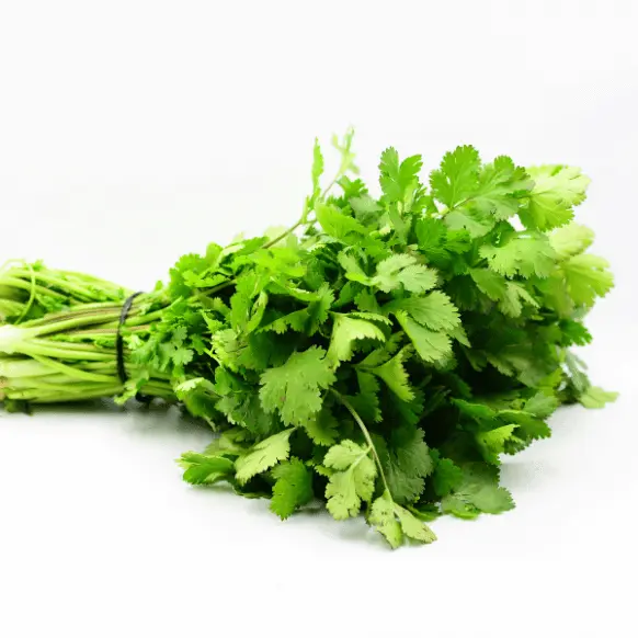 Manojo de cilantro